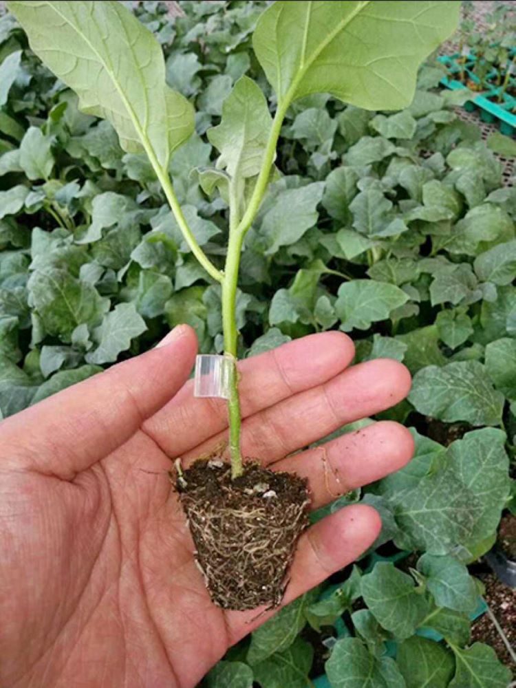 大量批发茄子苗茄子种苗嫁接茄子苗贴接茄子苗寿光广坤育苗基地