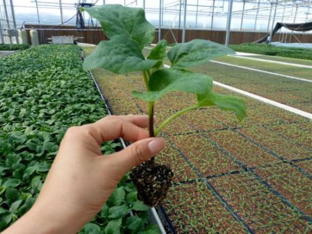茄子苗栽培技术 茄子苗大量出售 茄子苗批发商