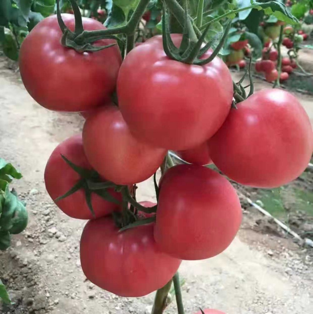 西红柿种苗 番茄种苗 西红柿种子 抗病毒西红柿种苗