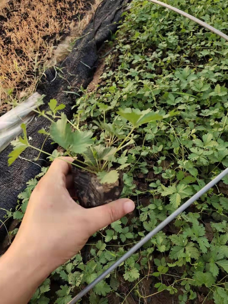 委陵菜报价 委陵菜 山东委陵菜种植基地 委陵菜供应商