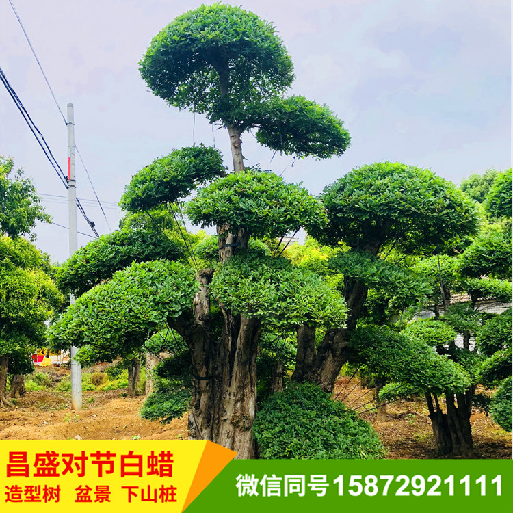 对节白蜡造型对节白蜡批发造型白蜡盆景场地直供