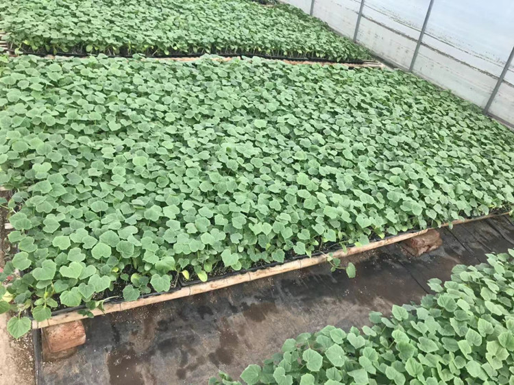 短把密刺黄瓜种苗 强雌品种 嫁接黄瓜种苗厂家价格