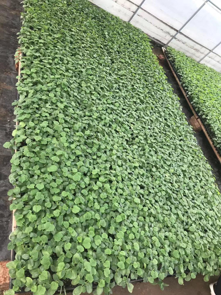 短把密刺黄瓜种苗强雌品种黄瓜种苗批发