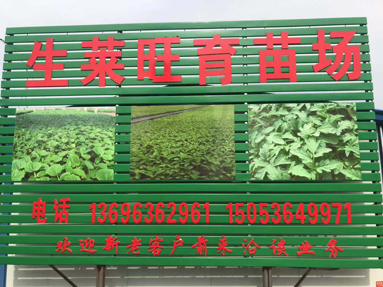 有优质黄瓜种苗抗病高产可以代育各种苗子