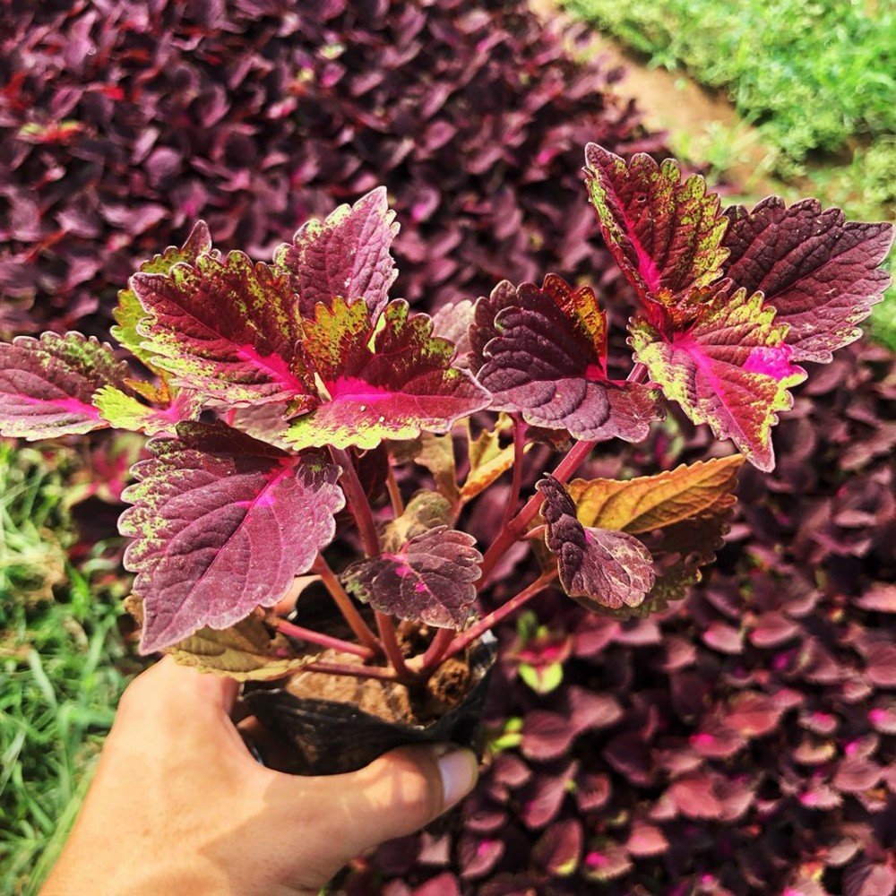 青州花卉彩叶草基地  盆栽彩叶草 优质彩叶草基地大量批发