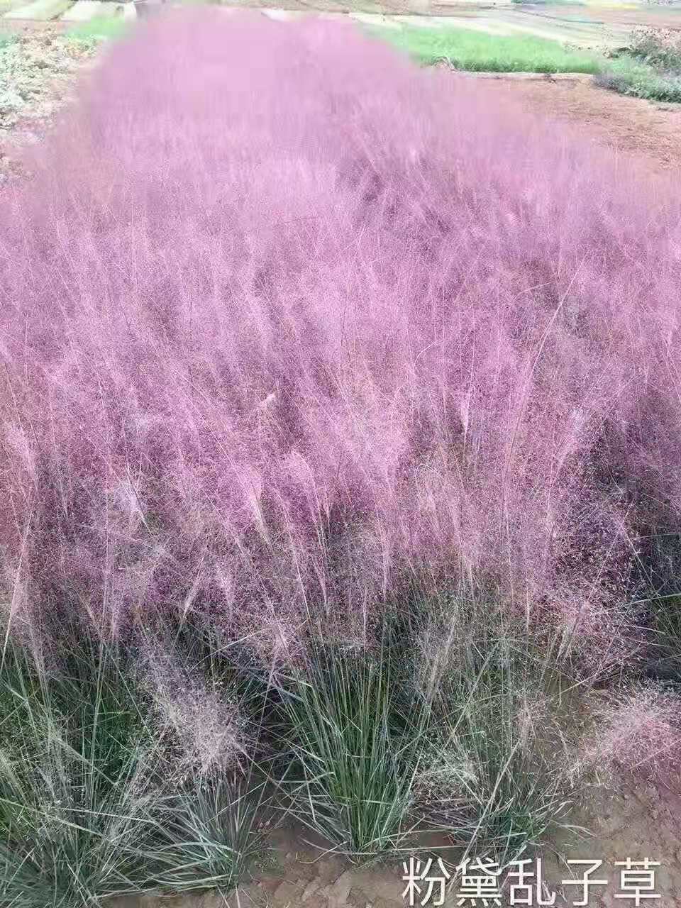 粉黛乱子草种苗批发 粉黛乱子草马鞭草花海  网红花海