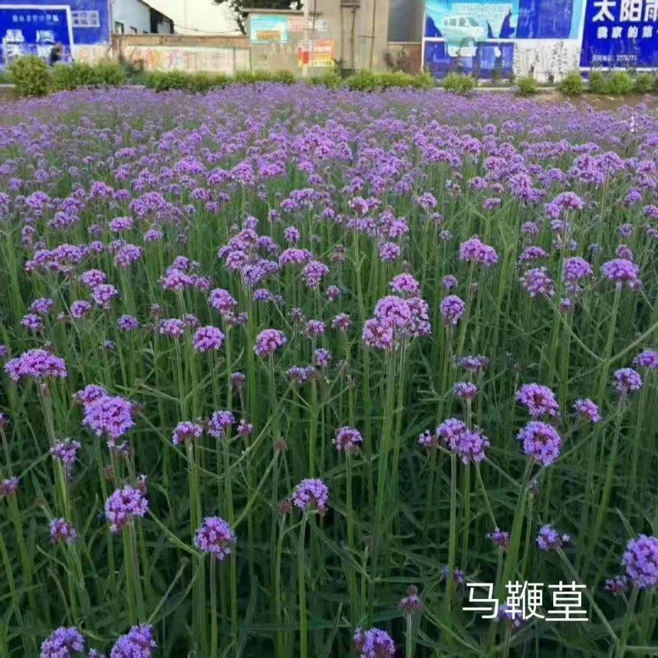 马鞭草花海 马鞭草大量供应 马鞭草报价 山东马鞭草种植