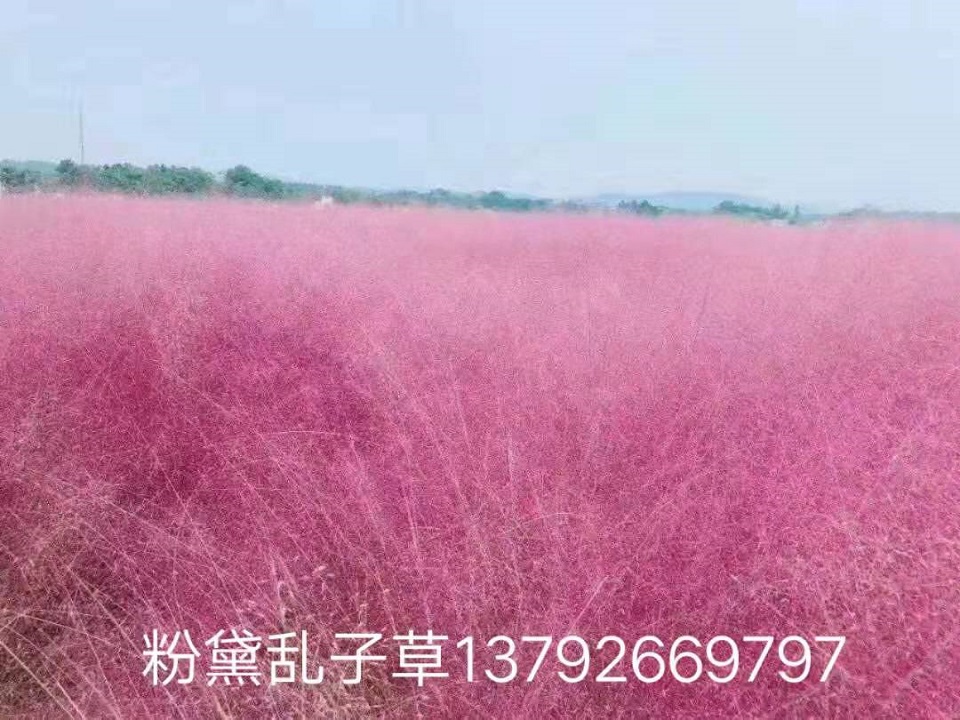 粉黛乱子草花海 山东粉黛乱子草价格 粉黛乱子草种植基地