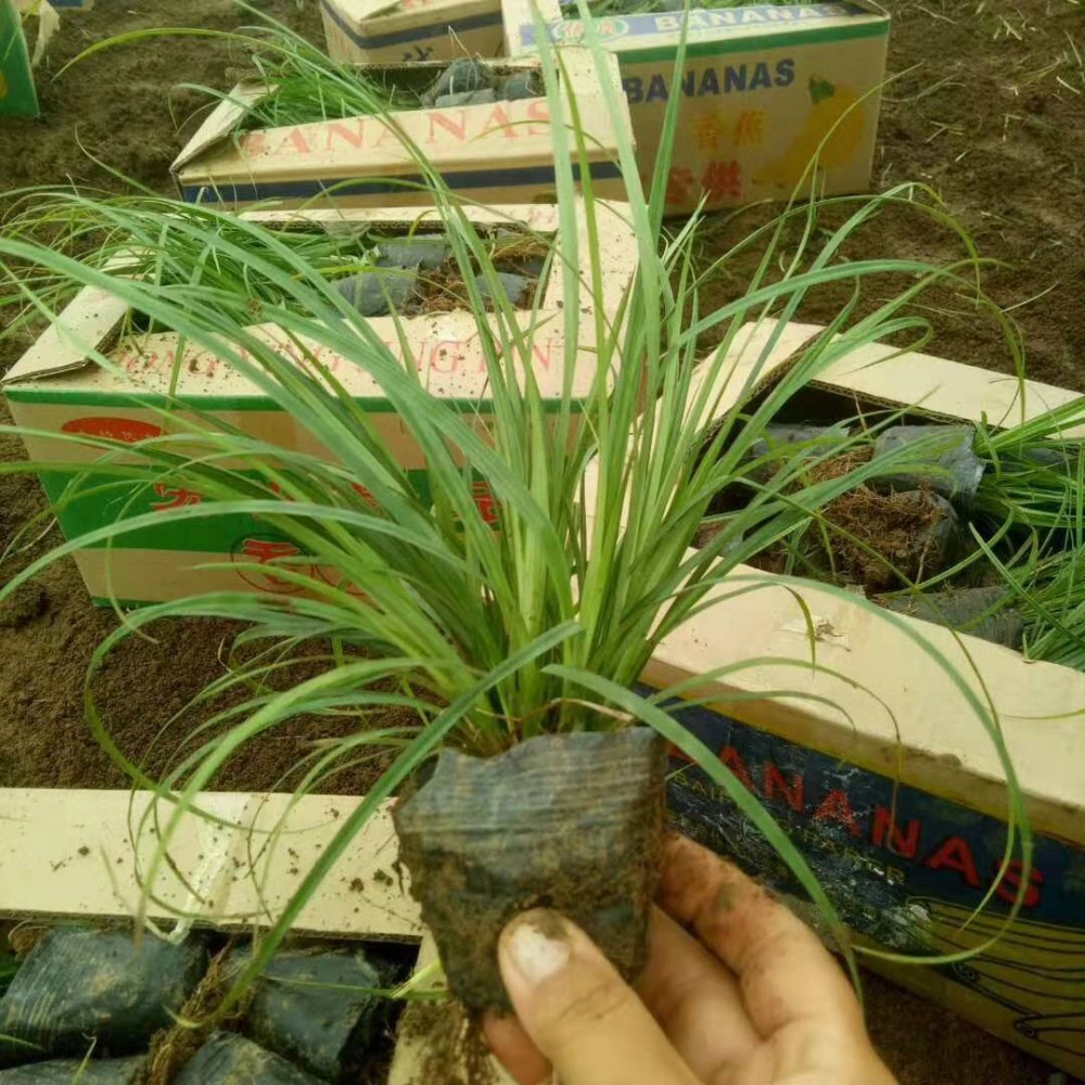 青绿苔草批发 青绿苔草价格  青绿苔草基地