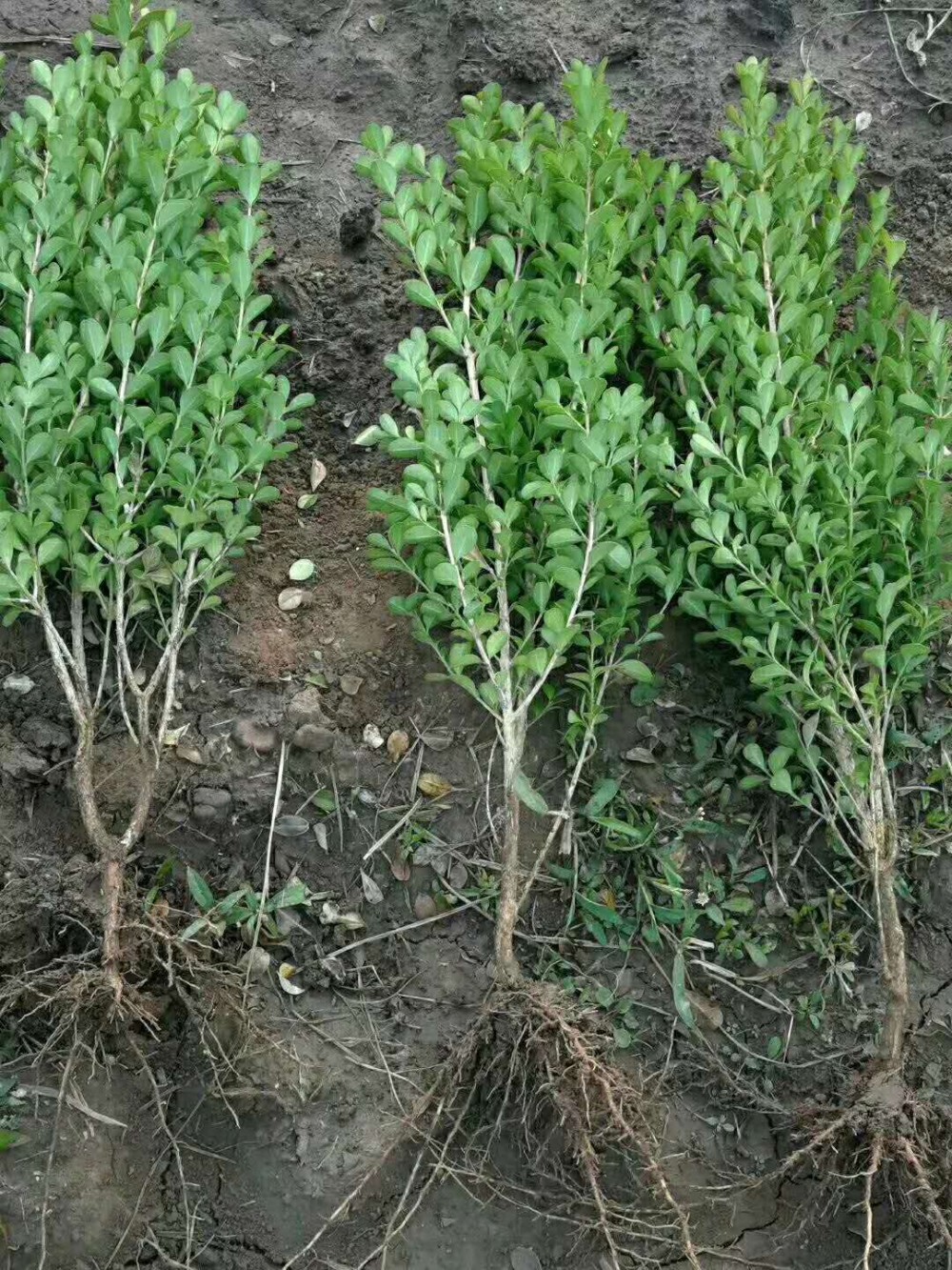 小叶黄杨 瓜子黄杨 绿化工程 苗木批发 草花批发 草花基地