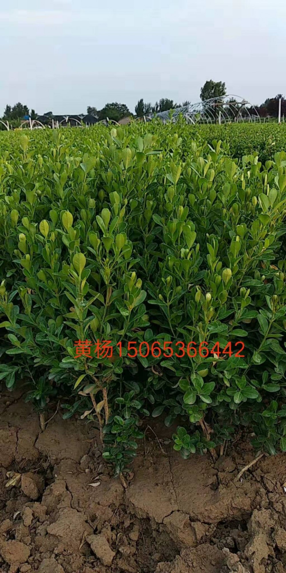 山东瓜子黄杨价格 黄杨杯苗基地 宿根花卉草花苗木绿化工程批发