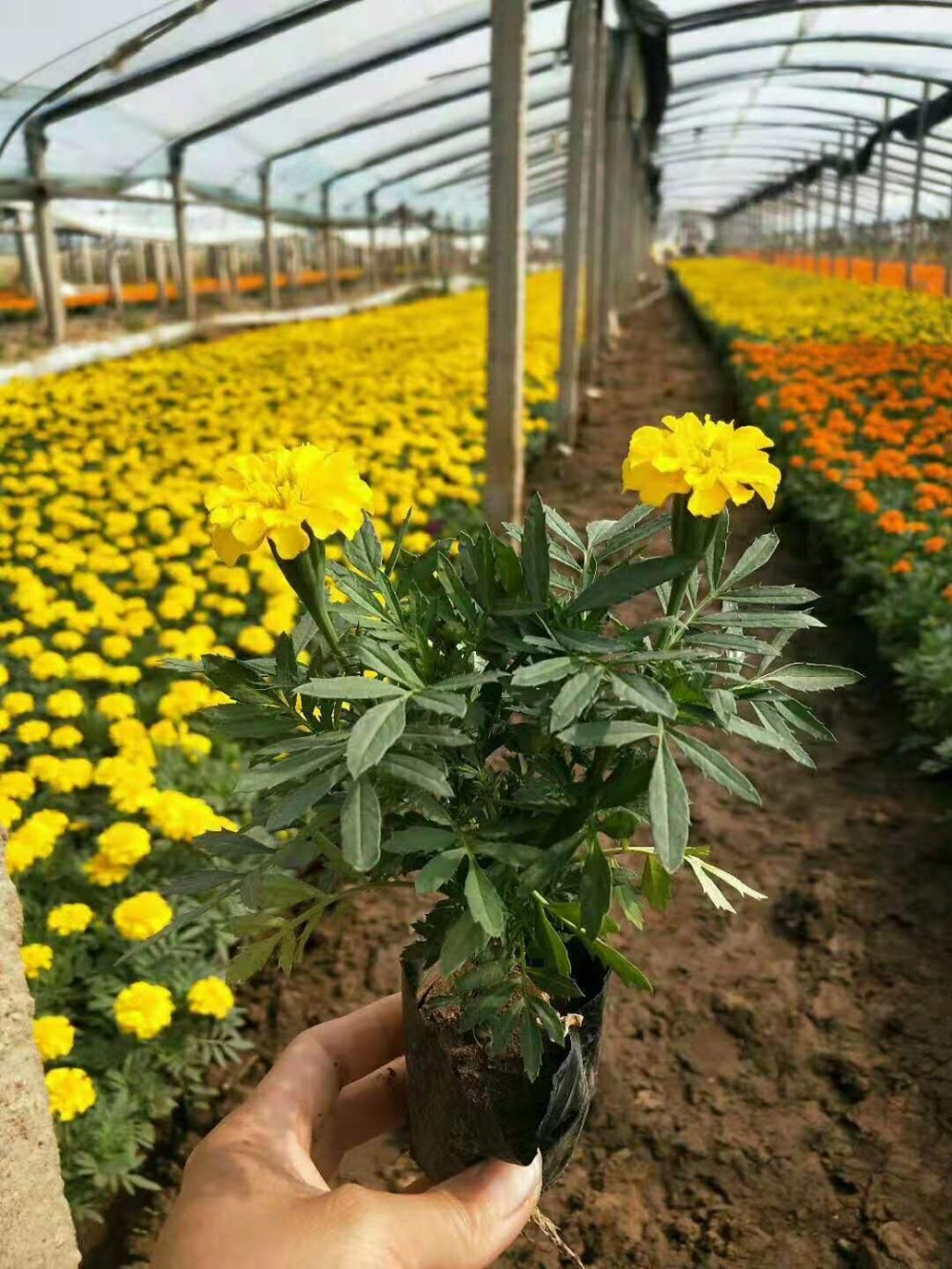 孔雀草价格 孔雀草种植基地 宿根花卉苗木绿化花海设计批发租摆
