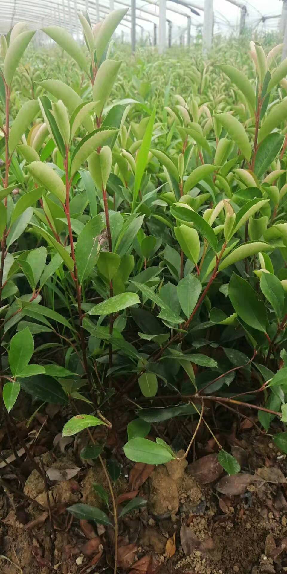 红叶石楠价格 山东红叶石楠种植基地 宿根花卉绿化苗木批发租摆