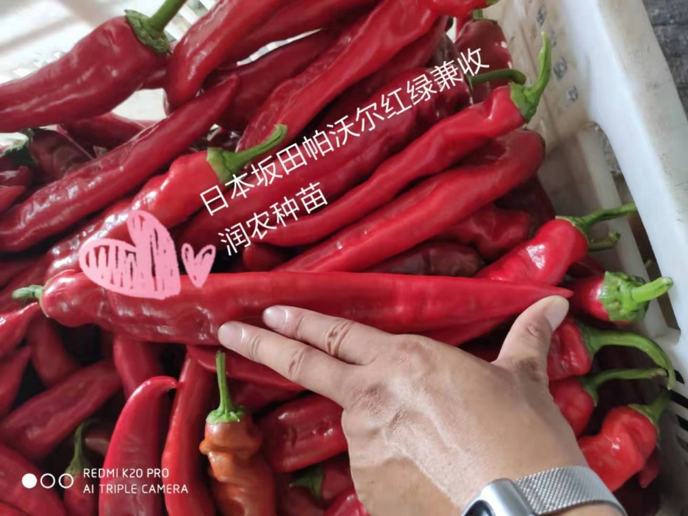 高产大果黄绿皮尖椒尖椒苗大果尖椒嫁接辣椒苗