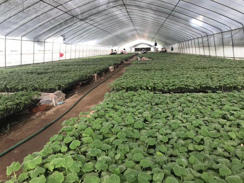 常年嫁接大黄瓜苗小黄瓜苗旱黄瓜苗各种甜瓜苗