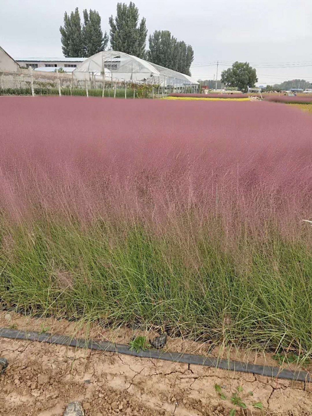 粉黛乱子草育苗基地 粉黛乱子草小苗批发   网红花海