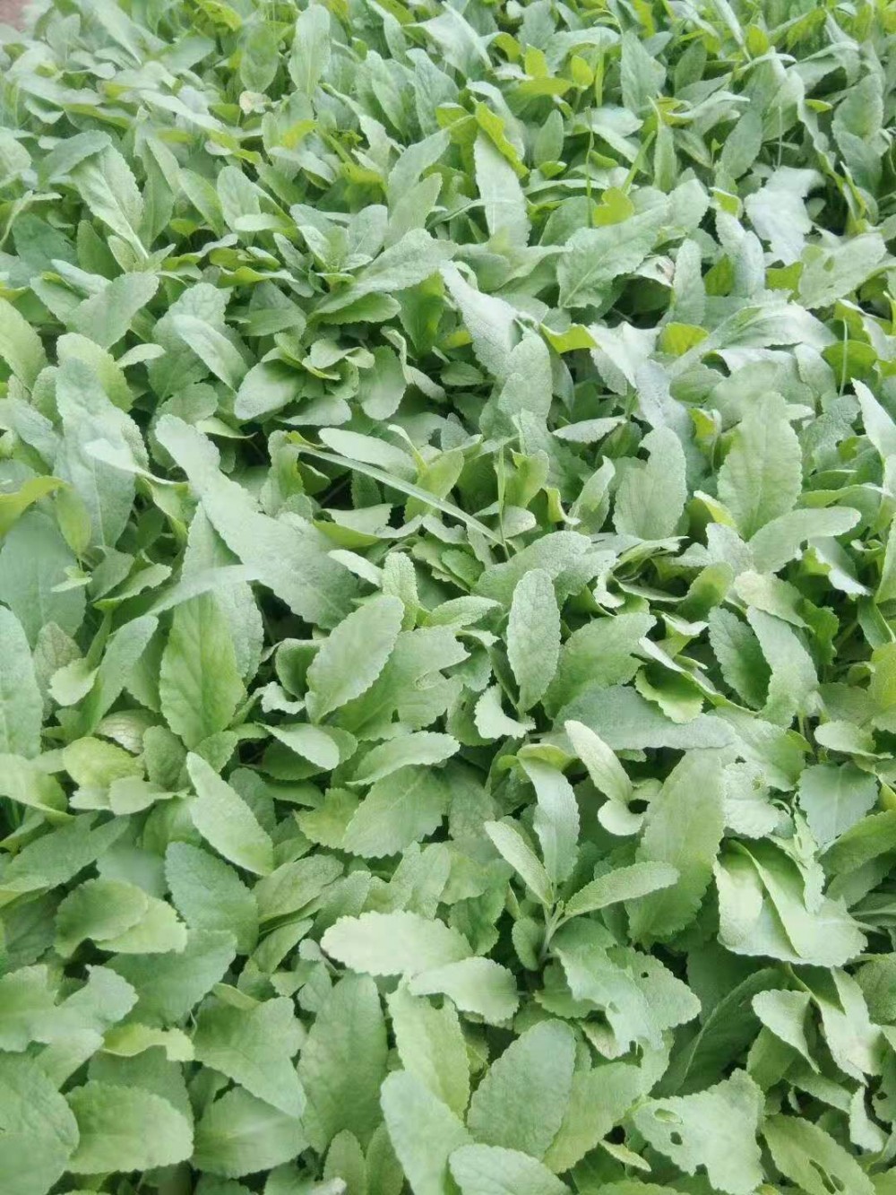 鼠尾草批发 地被鼠尾草育苗 地被鼠尾草效果 鼠尾草价格