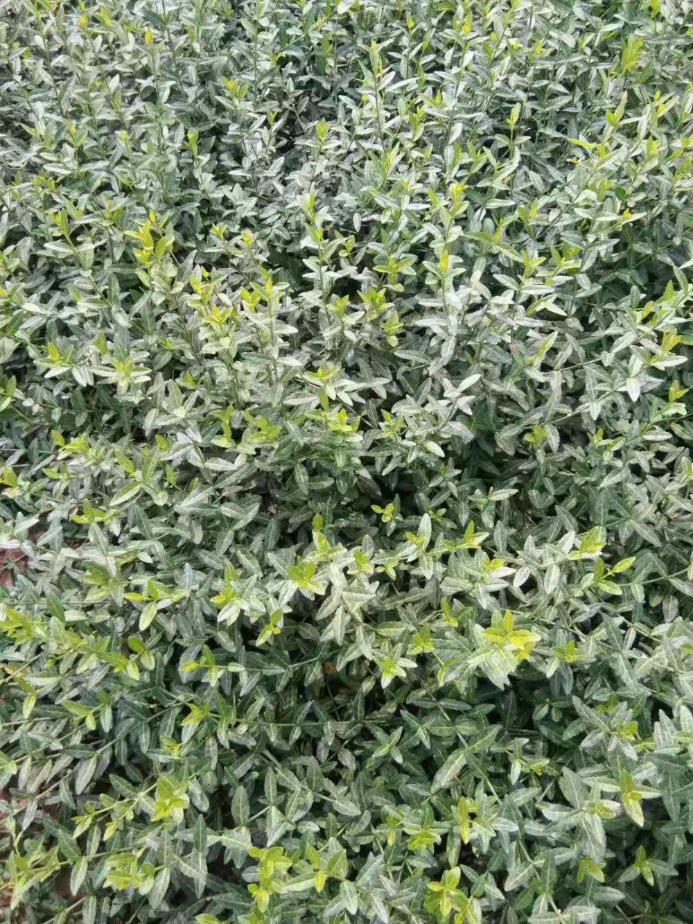 小叶扶芳藤杯苗爬行卫矛小苗小叶扶芳藤育苗基地 小叶扶芳藤批发