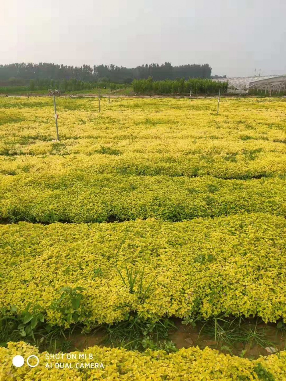 绣线菊小苗 绣线菊批发 金山绣线菊繁育基地 绣线菊种类