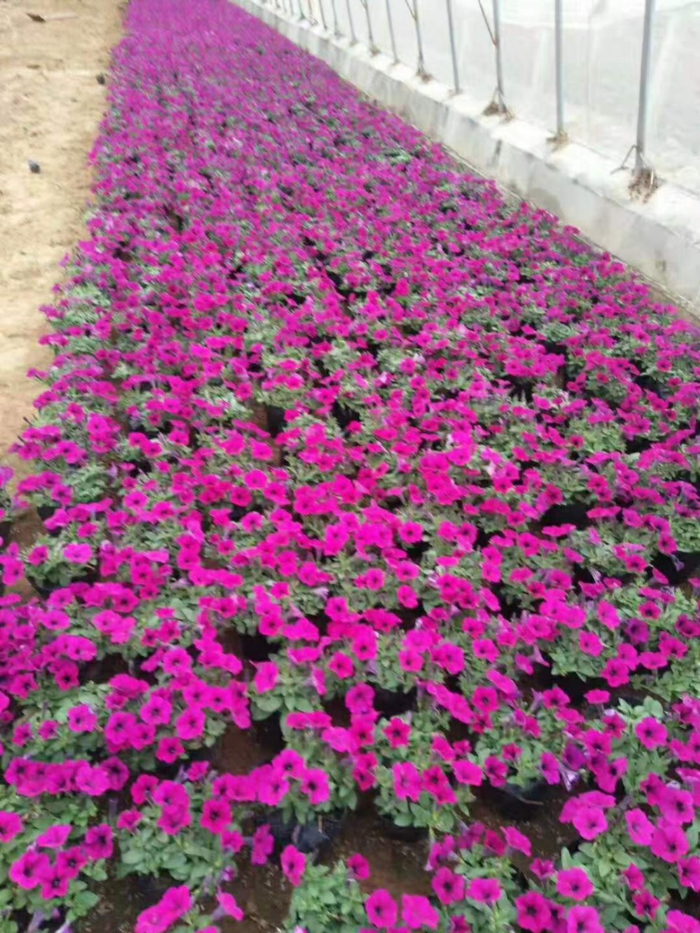 牵牛价格 矮牵牛价格 矮牵牛基地 宿根花卉草花苗木批发
