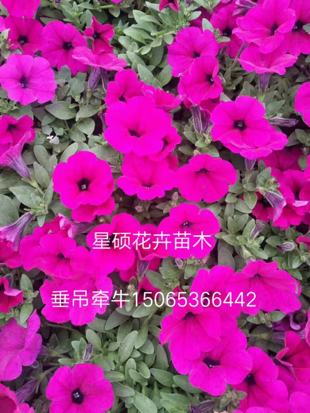 垂吊牵牛价格 山东牵牛种植基地 宿根花卉草花苗木花海等批发