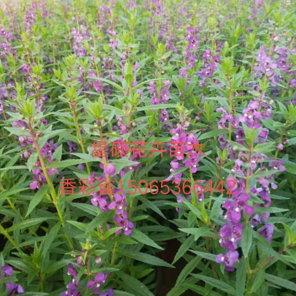 香彩雀价格 山东香彩雀种植基地 宿根花卉绿化苗木批发租摆
