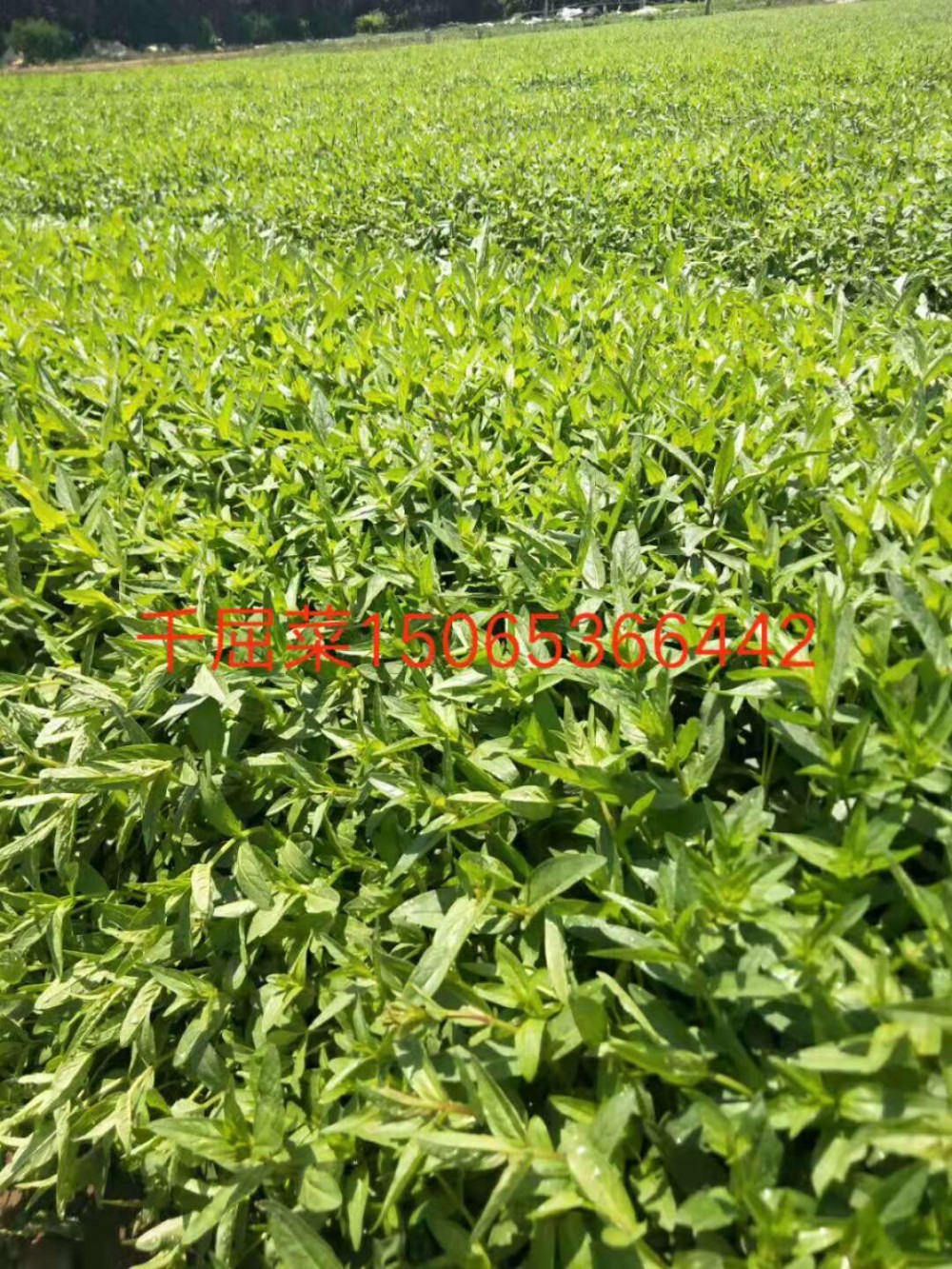 千屈菜价格 山东千屈菜种植基地 宿根草花 绿化苗木 花海设计