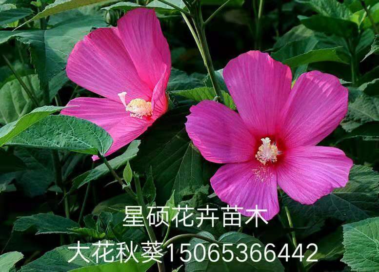 大花秋葵价格 山东大花秋葵种植基地  宿根草花 绿化苗木批发