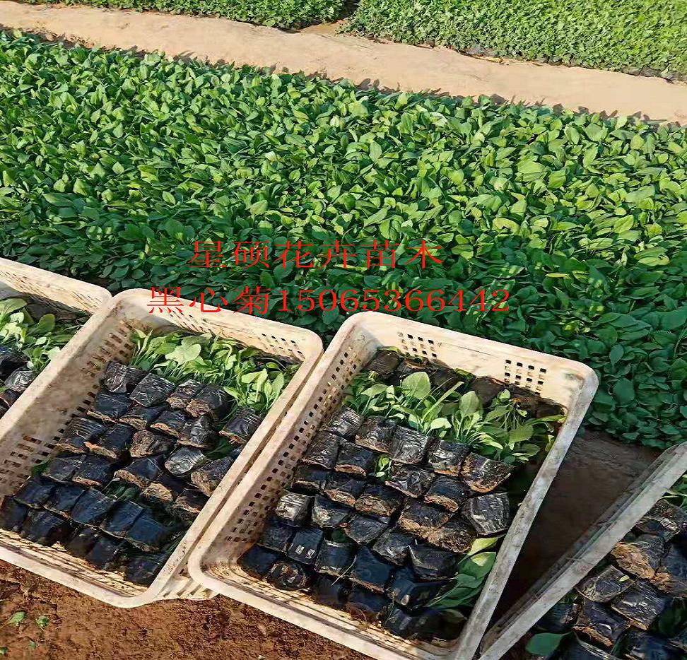 黑心菊价格批发   黑心菊种植基地 宿根草花绿化苗木批发租摆