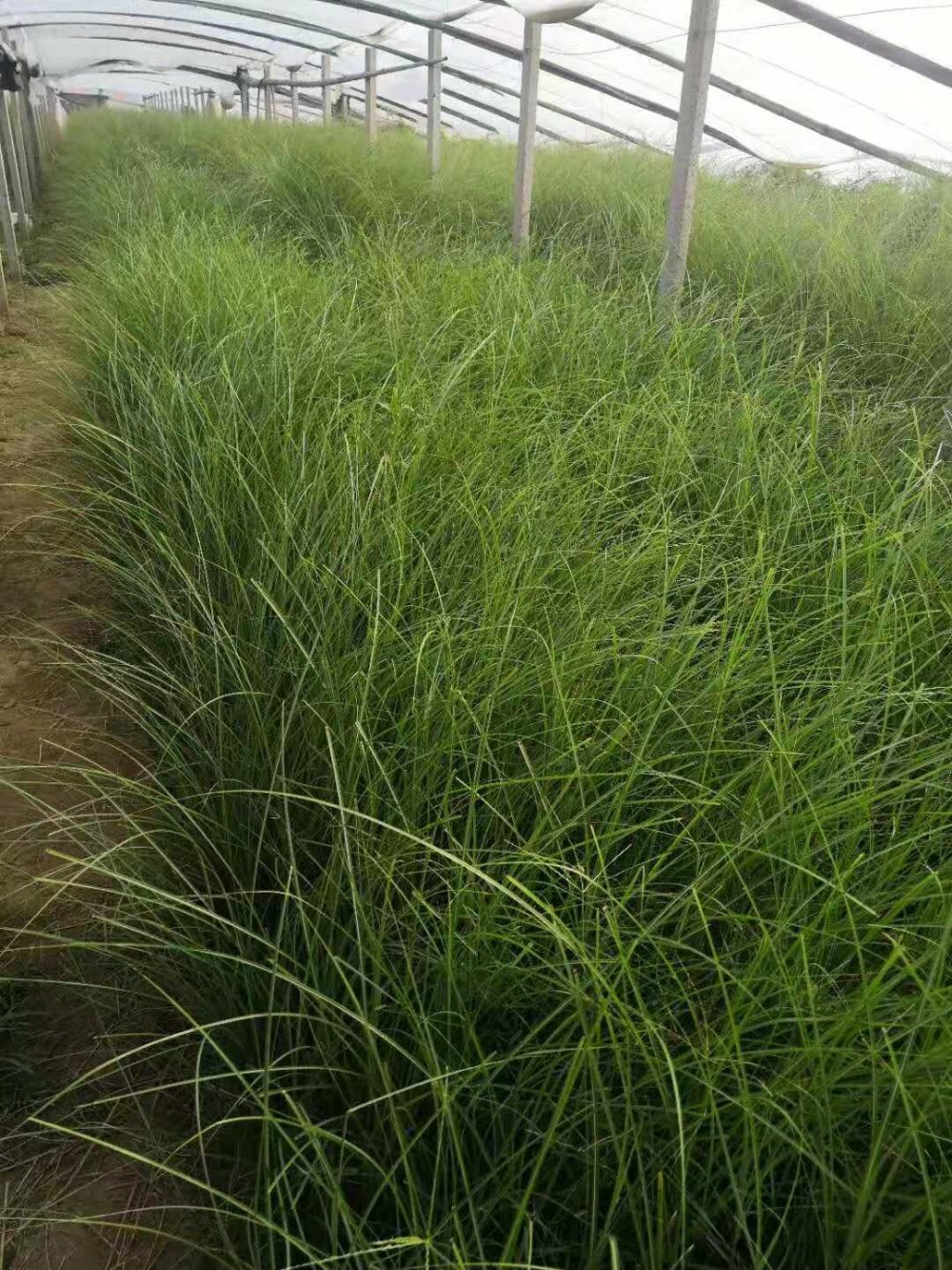 细叶芒价格 细叶芒基地 宿根草花绿化苗木 花海设计等批发租摆