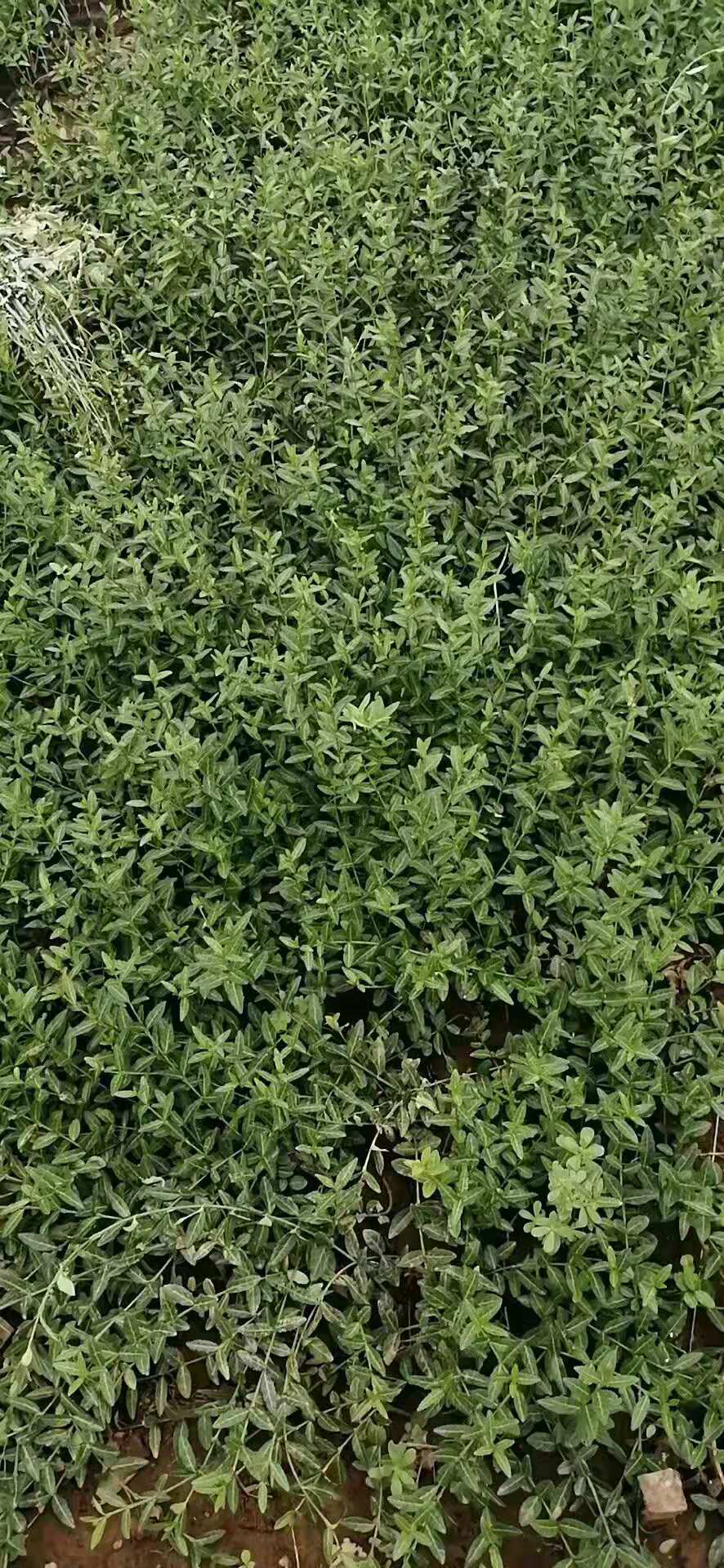 小叶扶芳藤价格 扶芳藤基地 宿根草花绿化苗木花海等批发租摆
