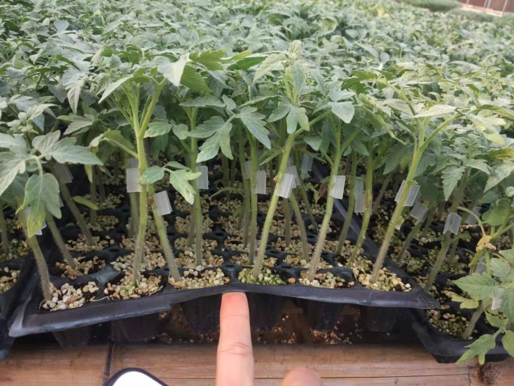 嫁接大红苗番茄嫁接粉果番茄苗嫁接西红柿苗齐达利吉大利倍盈