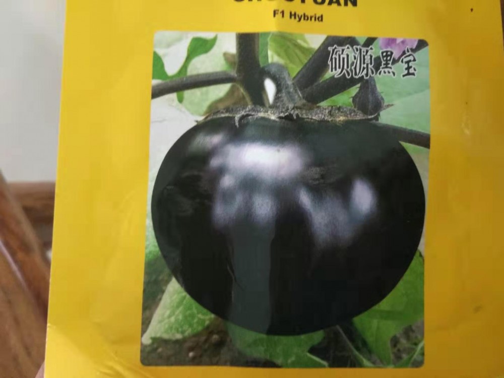长茄 圆茄765布利塔黑宝园快