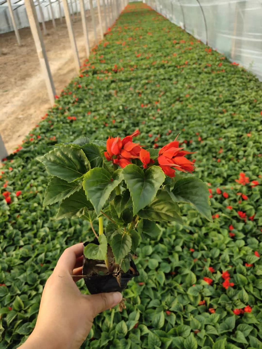 一串红   草花批发 草花基地