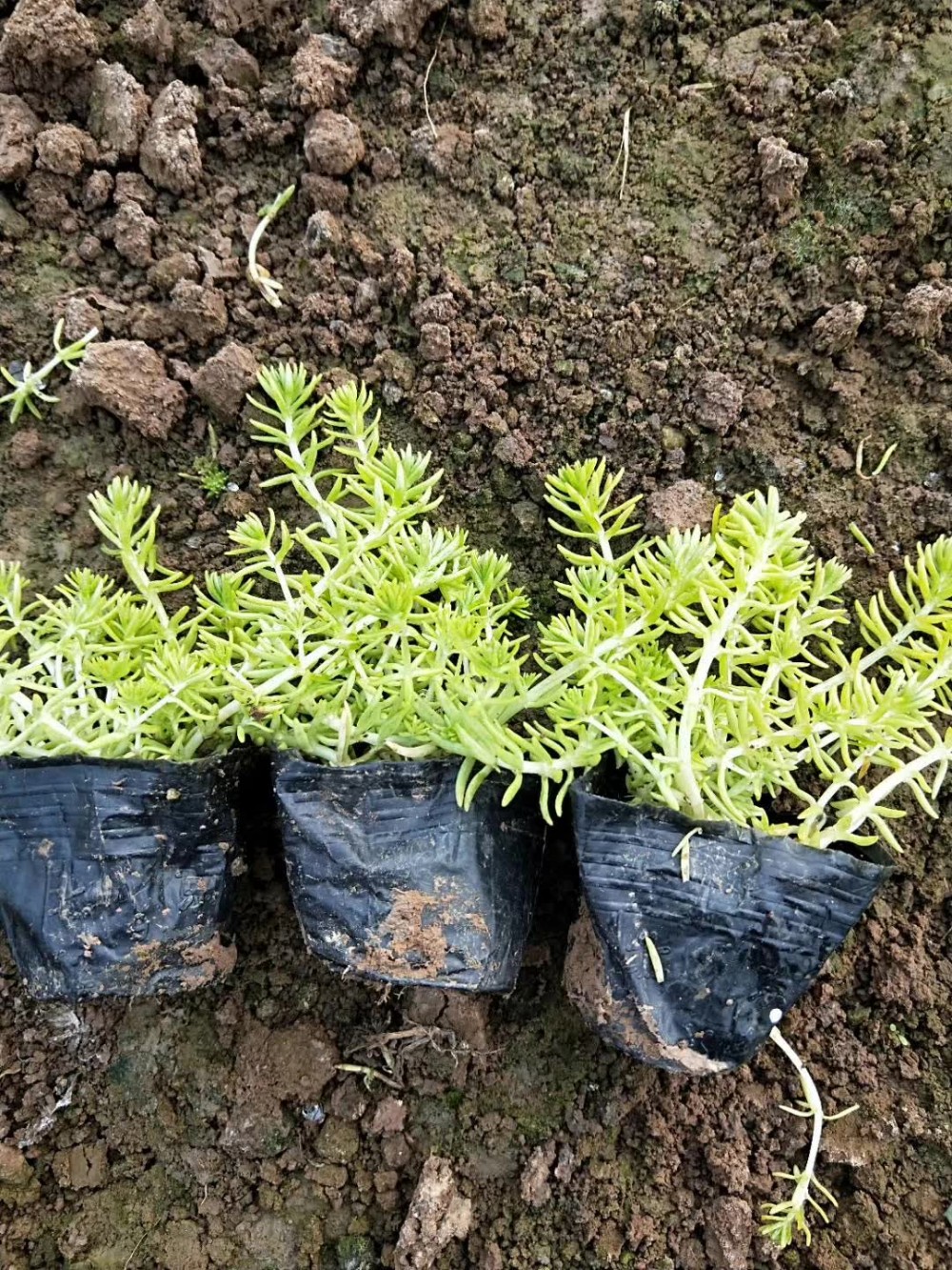 佛甲草 佛甲草批发 黄金条 草花批发 草花基地 黄金佛甲草