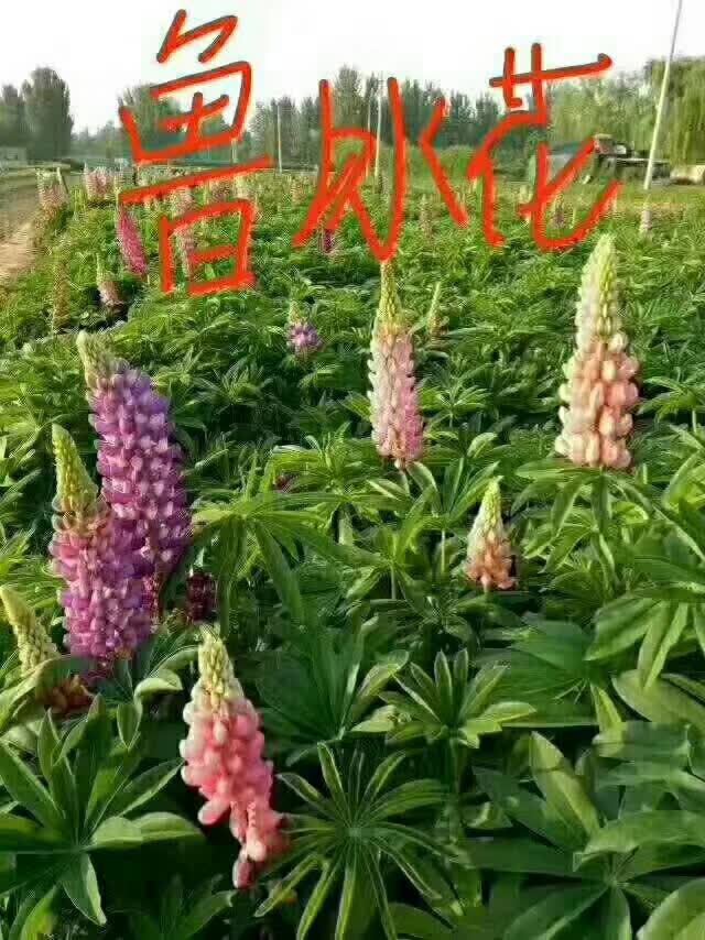 鲁冰花  花海  羽扇豆  草花批发  草花基地