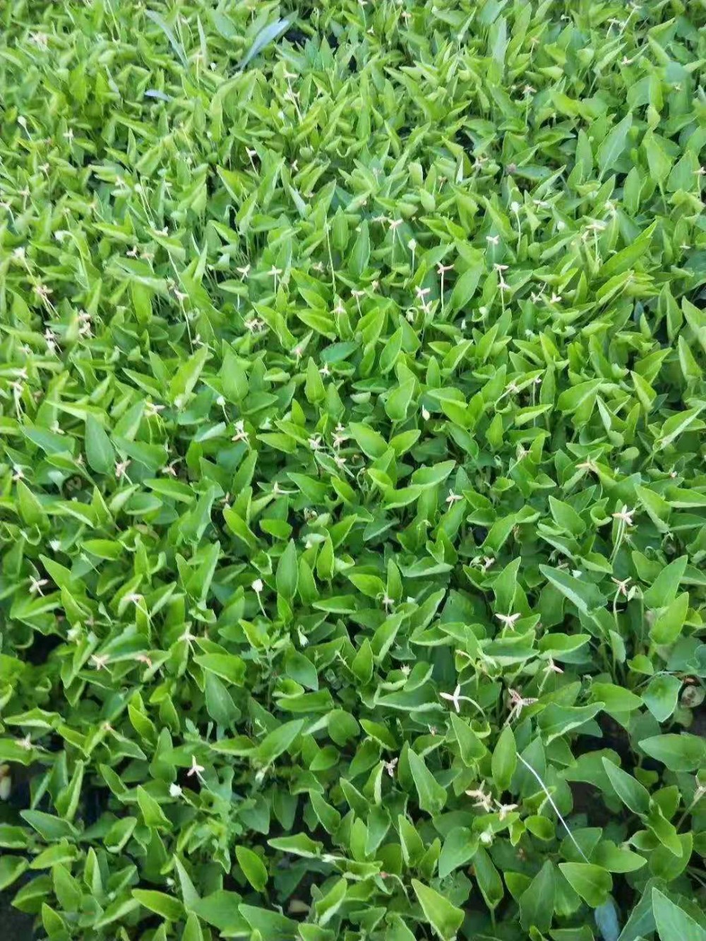 紫花地丁 紫花地丁批发 宿根紫花地丁繁育基地
