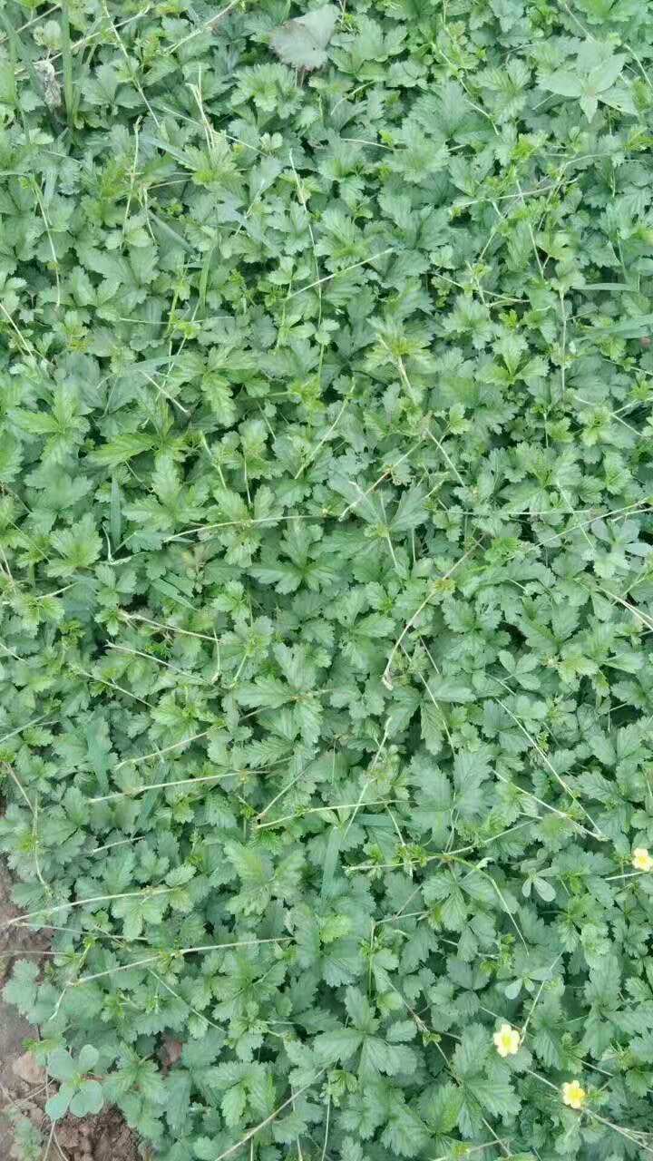 供应宿根花卉 委陵菜批发 三叶委陵菜小苗 三叶委陵菜培育