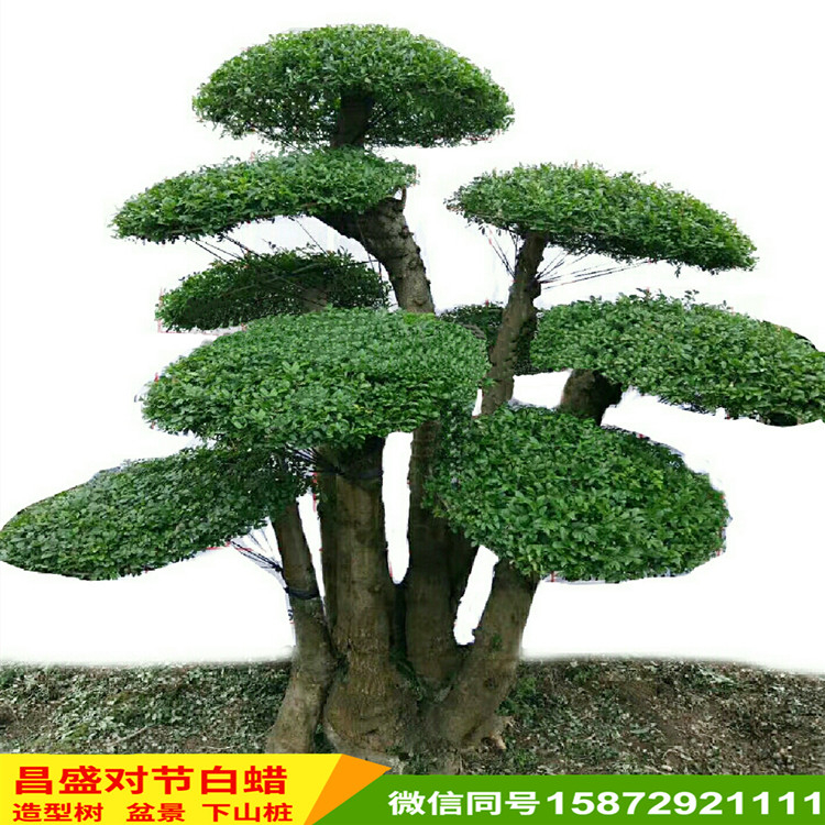 对节白蜡树 对节白蜡造型树 基地直销