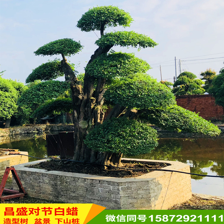 对节白蜡造型树 对节白蜡盆景树批发 厂家直销
