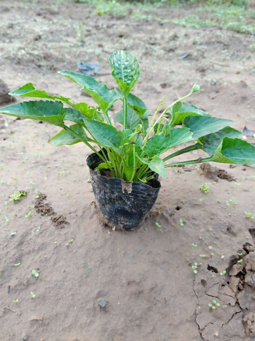 紫花地丁  地丁  苗木批发 草花批发 草花基地