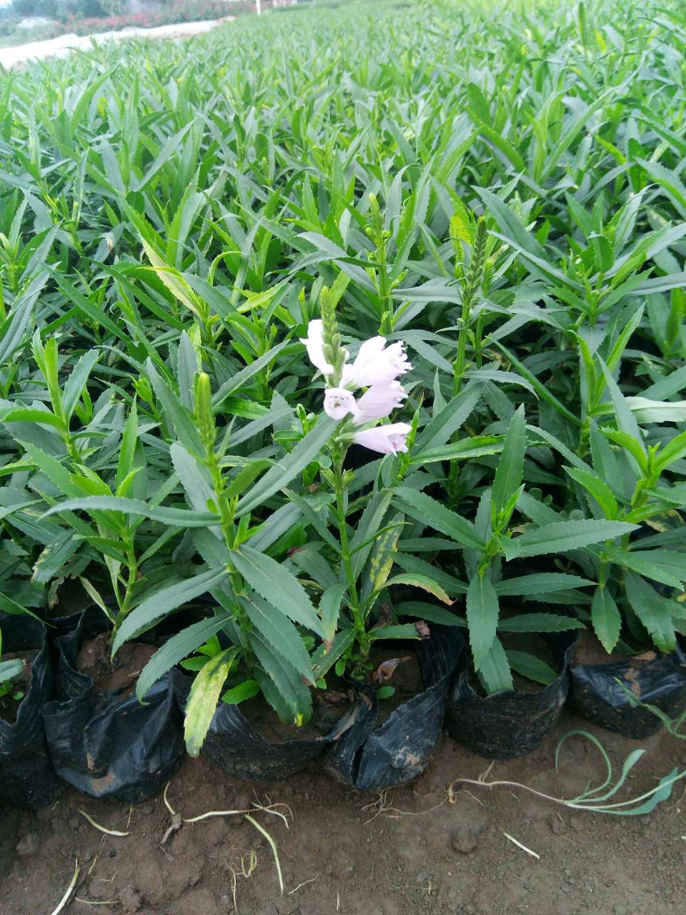 假龙头批发 随意草批发 假龙头基地 粉化假龙头