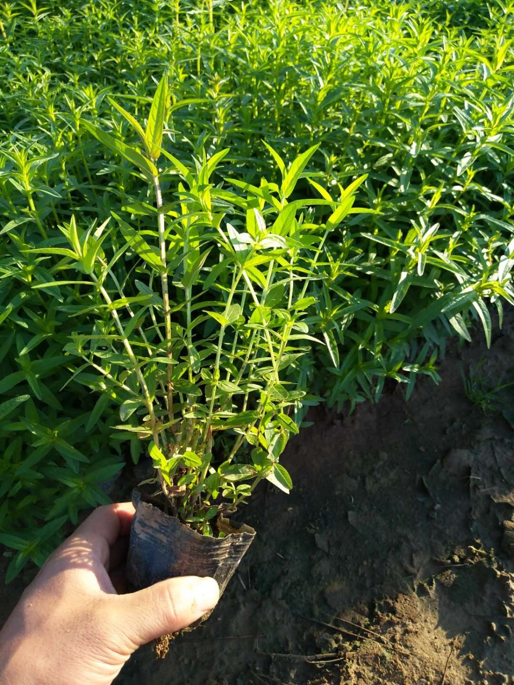 千屈菜  水生植物  草花批发  草花基地