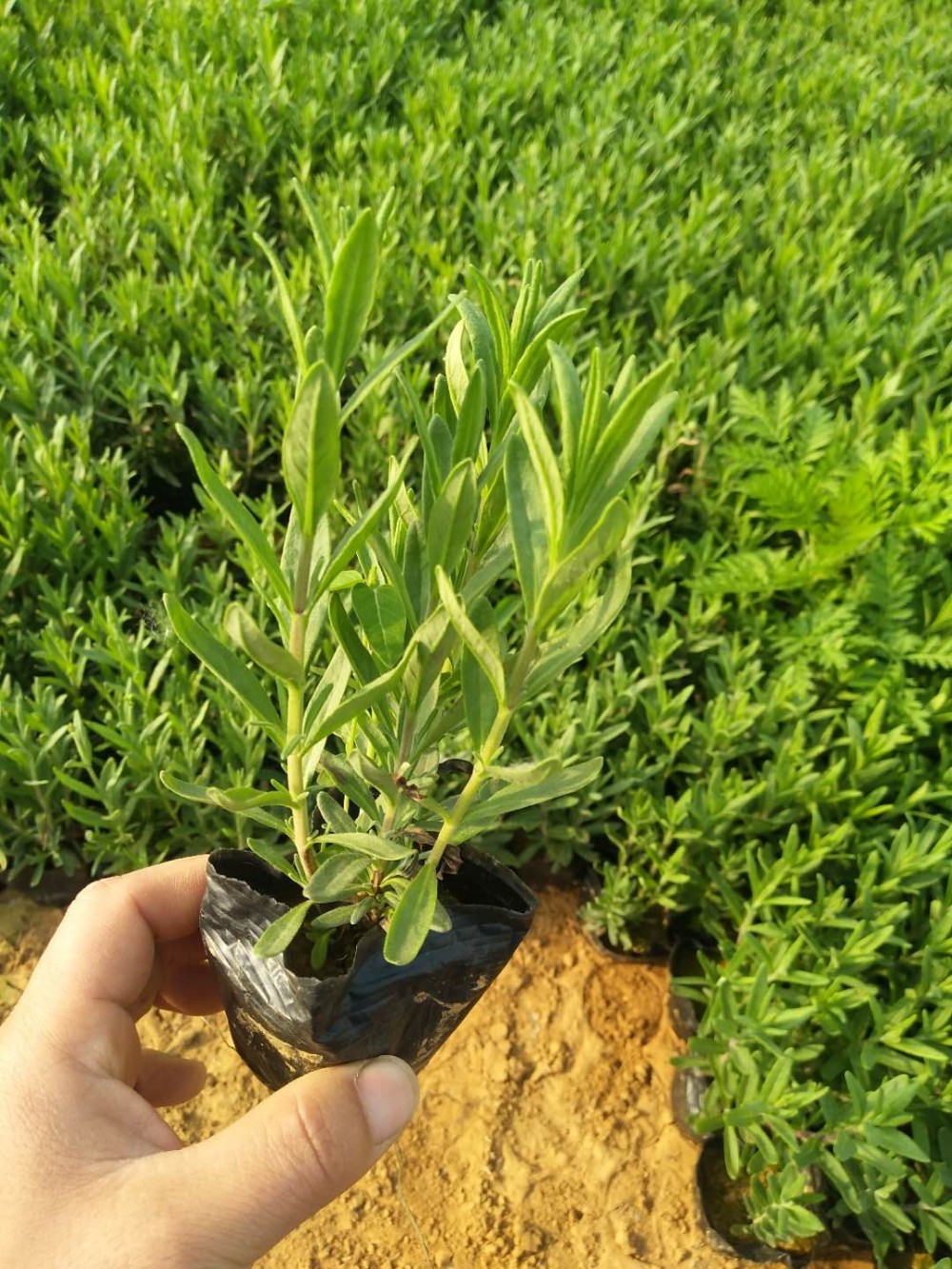 薰衣草 薰衣草花海  绿化工程 苗木批发 草花批发 草花基地
