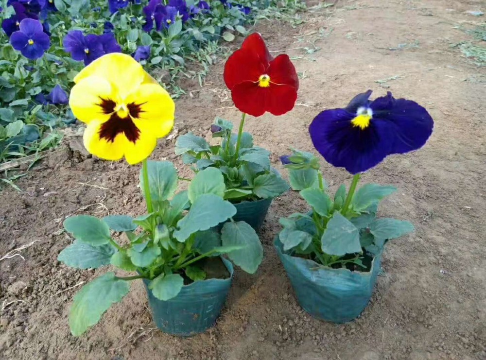供应时令草花 三色堇  草花批发  时令草花