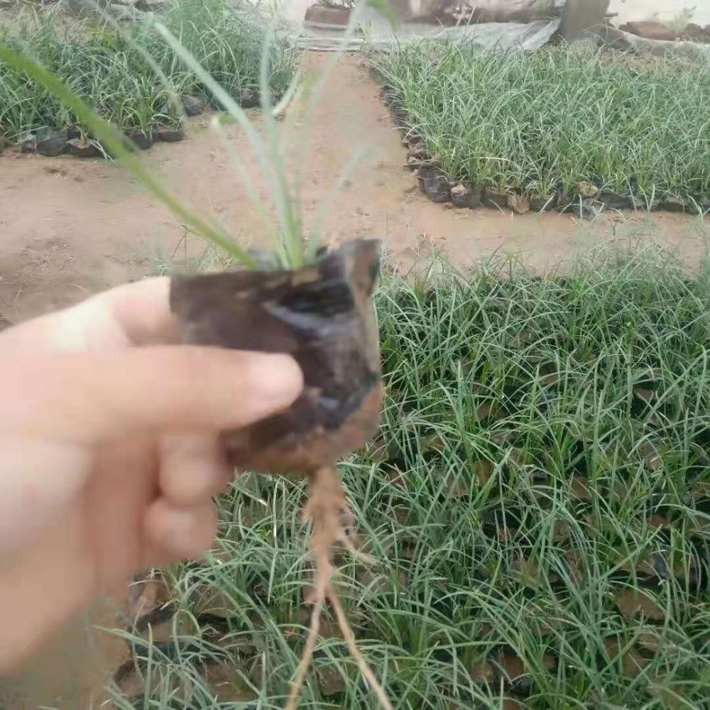 麦冬草价格 麦冬草种植基地 宿根草花 绿化苗木 花海设计批发