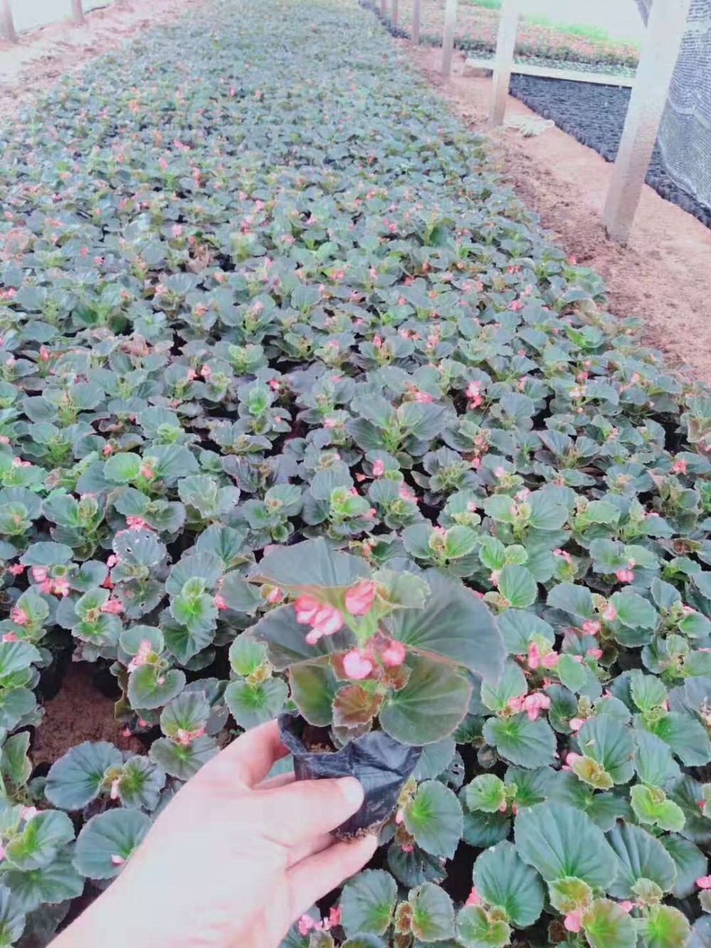 四季海棠价格 四季海棠基地 宿根花卉 绿化苗木 花海租摆批发