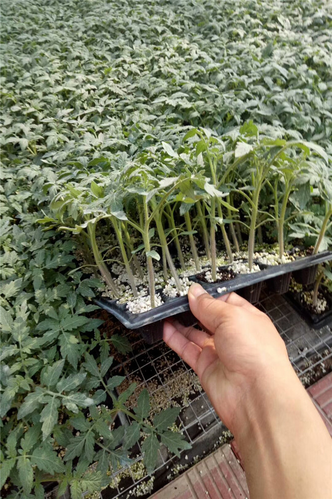 西红柿种苗-西红柿苗-番茄苗-寿光蔬菜种苗