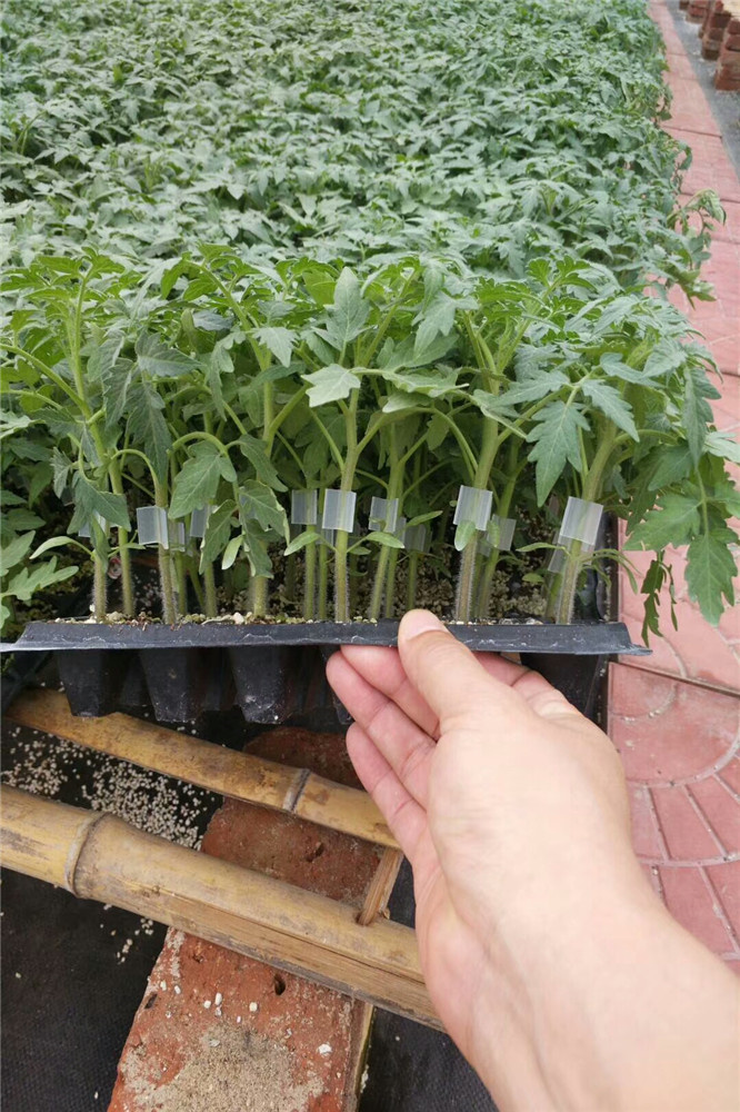 草莓番茄种苗-樱桃番茄苗-水果番茄苗-铁皮柿子种苗