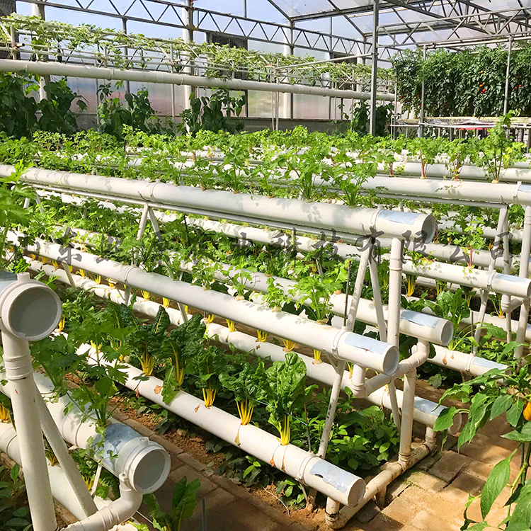 无土栽培A字架 草莓立体种植架 无土栽培厂家 基质土种植 草莓种植架